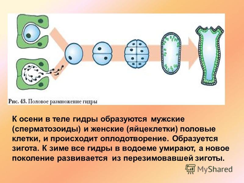 Кракен зайти